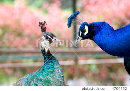 孔雀夫婦 4704332
