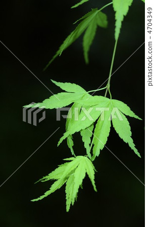 青葉楓 青葉楓 4704349
