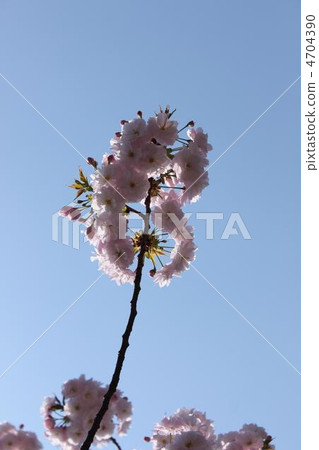 小巨人大阪薄荷的櫻花 4704390