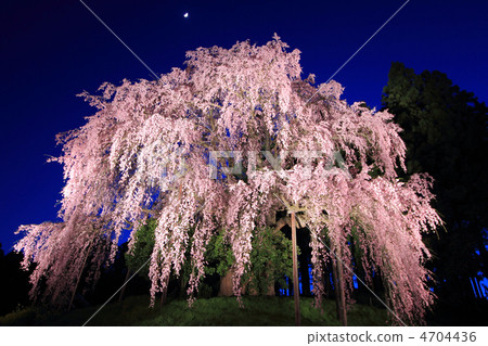 Weeping weeping cherry blossoms at night (cherry blossom at night) 4704436