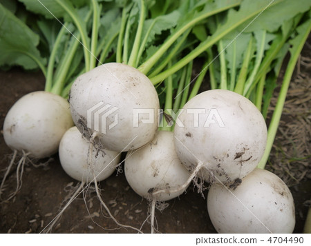 turnip 4704490