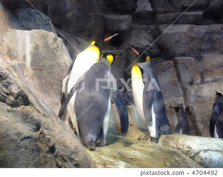 Penguins at Hakkeijima Sea Paradise 4704492