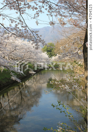 Ueda Shiromoto Maruhori and Sakura 2012 4704525