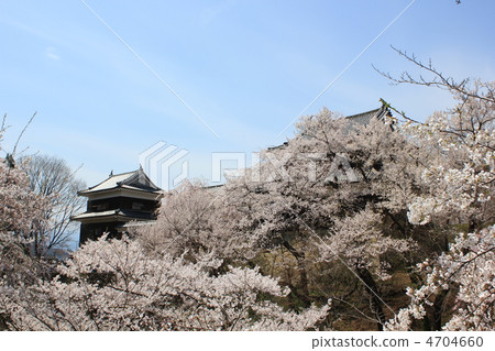Ueda Castle Senbon Sakura 2012 Ueda Castle Senbon Sakura 2012 4704660