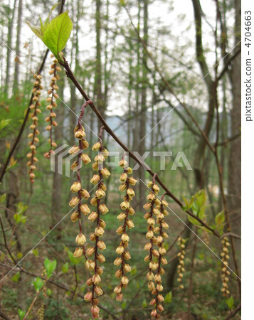 Flower of tree Kenko (Kiboshi) Flower of tree Kenko (Kiboshi) 4704663