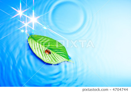 瓢蟲,葉子和水 瓢蟲,葉子和水 4704744