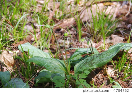 種子花katakuri種子 4704762