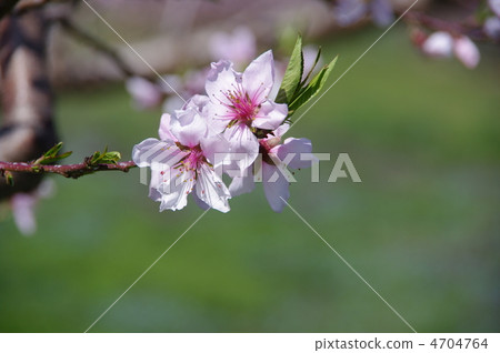 桃花桃子果子花桃子 4704764