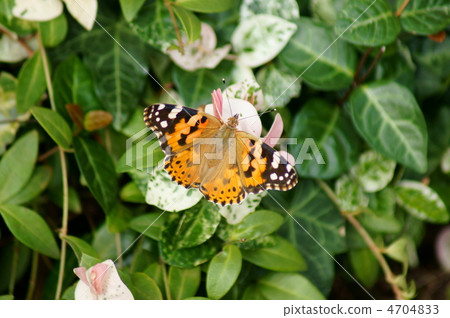 在Kuzuki的頭等紅色常設翼羽毛降雪 4704833