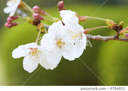 櫻花 櫻花 4704851