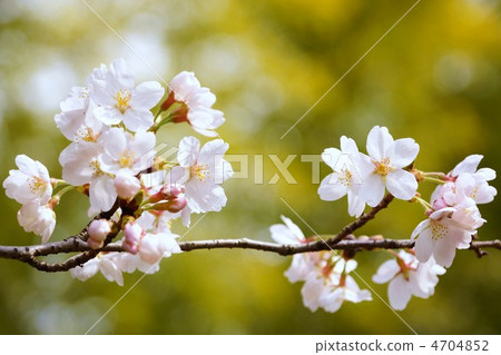 櫻花 櫻花 4704852