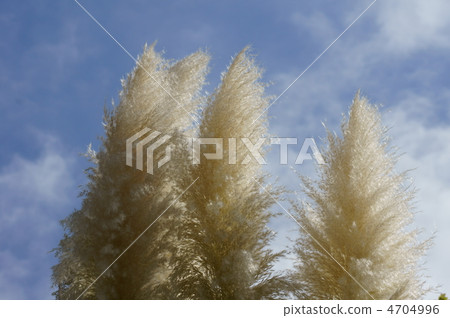 Pampasgrass Falling in the autumn wind and fluctuating 4704996