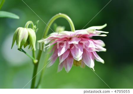 Up of Western Odamaki Nora Barrow 4705055