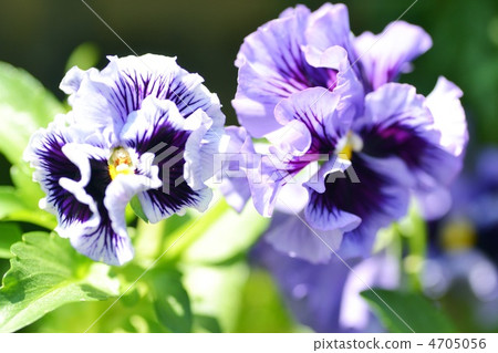 Ruffle pansy Ruffle pansy 4705056