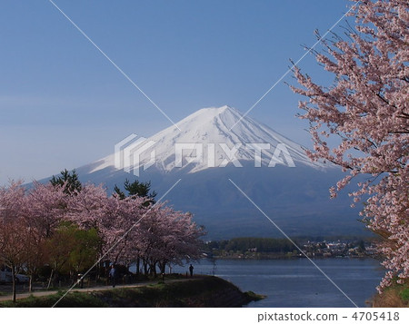 Fuji and cherry blossoms 4705418