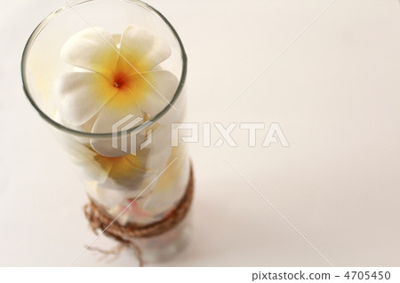 Plumeria Plumeria 4705450