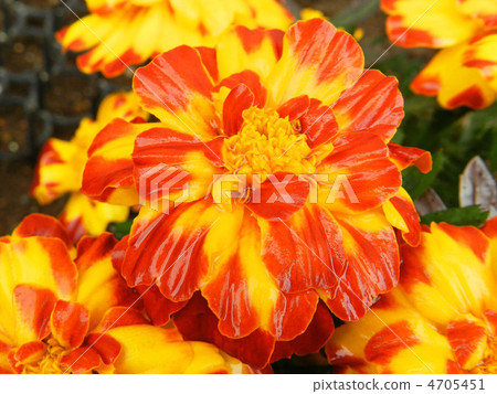 Marigold Marigold 4705451