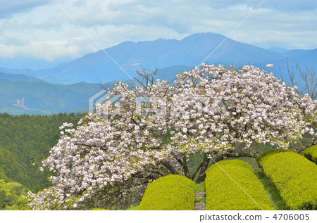 富山櫻 富山櫻 4706005
