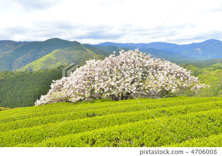 富山櫻 富山櫻 4706008