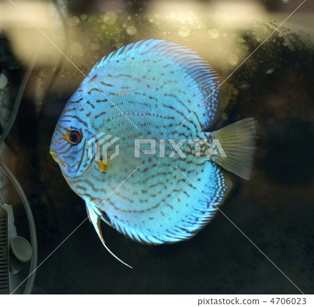 Blue discus of tropical fish 4706023