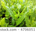 新茶葉 4706051