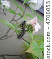 Caterpillar / Branch Cemilitaria（Myria的幼蟲） 4706053