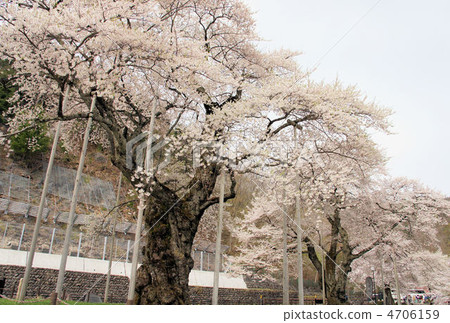 Shokawa Sakura 4706159