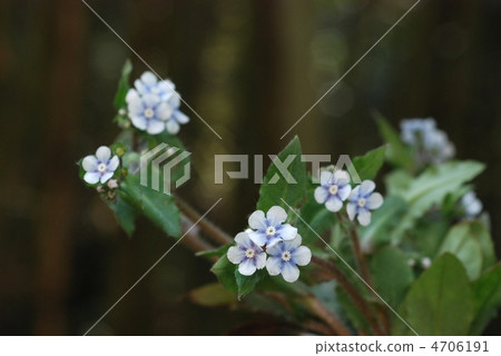 Yamarurisou Yamarurisou 4706191