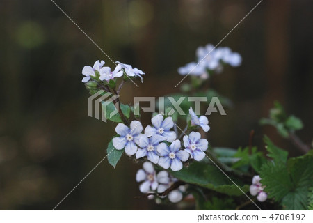 Yamarurisou 4706192
