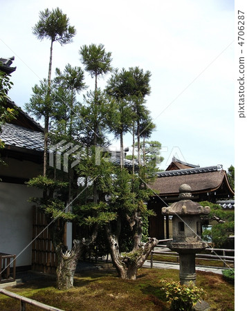 Daisugi 4706287