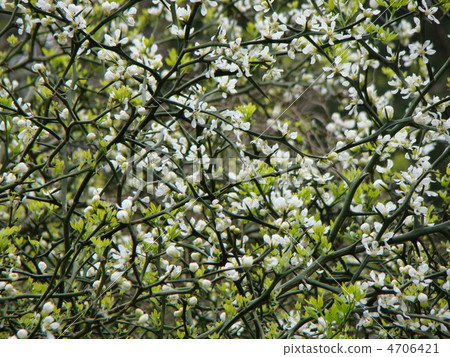 Karatachi flower Karatachi flower 4706421