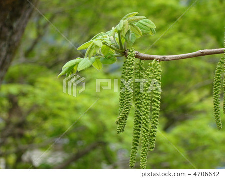 Walnut flower 4706632