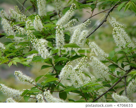 Uwamizuzakura Uwamizuzakura 4706633