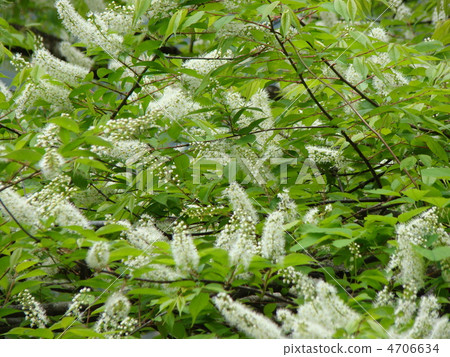 Uwamizuzakura Uwamizuzakura 4706634