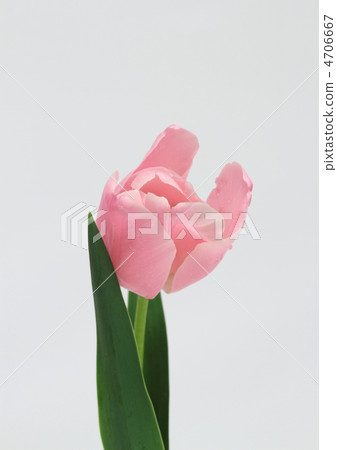 粉紅色的鬱金香 4706667