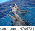 Umitigami dolphin 4706724