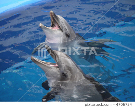 Umitigami dolphin Umitigami dolphin 4706724