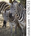 zebra 4706725