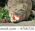 crocodile 4706726