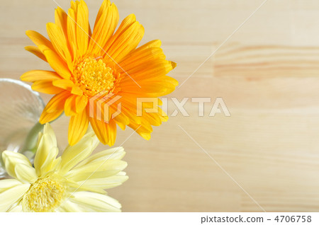 兩輪非洲菊 兩輪非洲菊 4706758