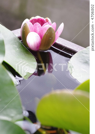 Water lily 4706802