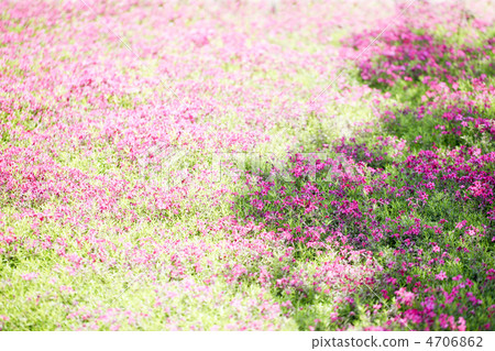 Moss phlox  4706862