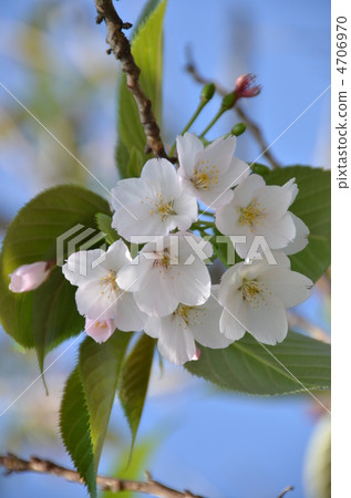 Oshima cherry tree 4706970