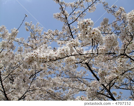 櫻桃樹 櫻桃樹 4707152