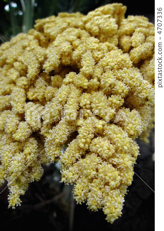 Flower (Up) Flower (Up) 4707336