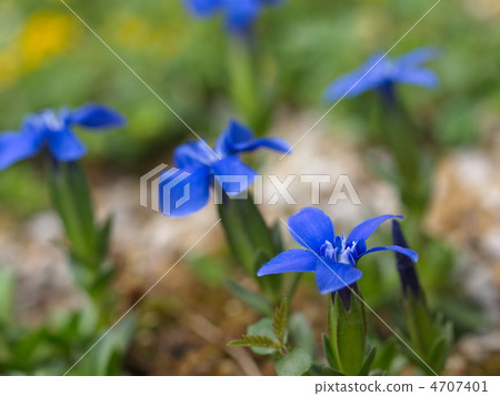 Gentiana Berna花 4707401