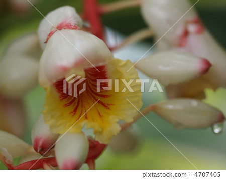 Ghetto flowers 4707405