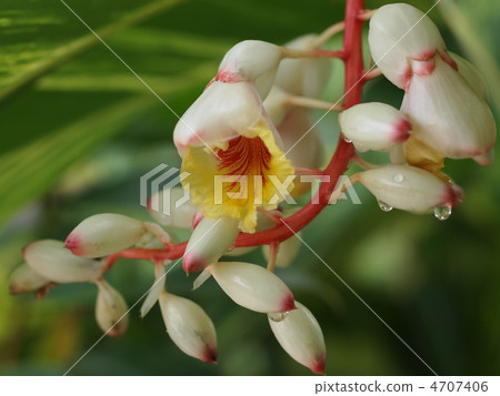 Ghetto flowers 4707406