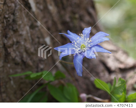 Flower of a glacier Flower of a glacier 4707413
