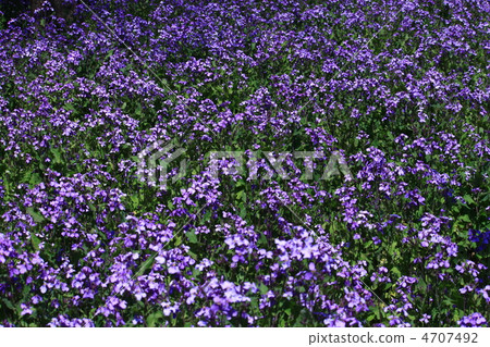 Murasakihanana盛開 Murasakihanana盛開 4707492